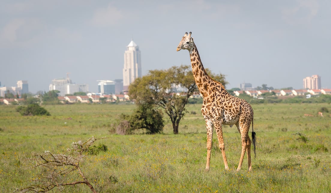 Giraffe Nairobi Kenya