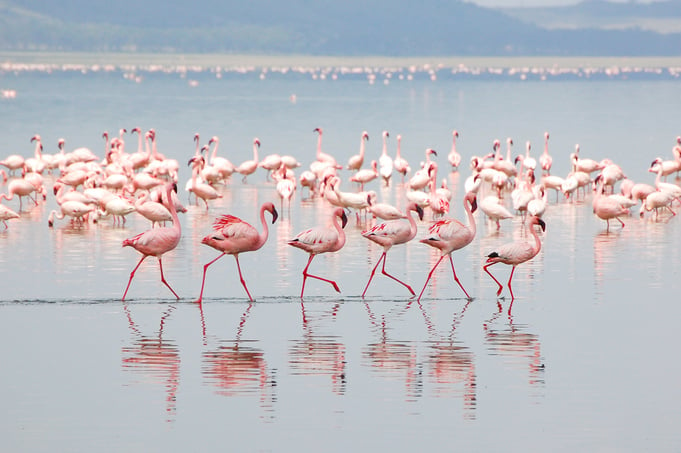 Flamingos on Lake Nakuru