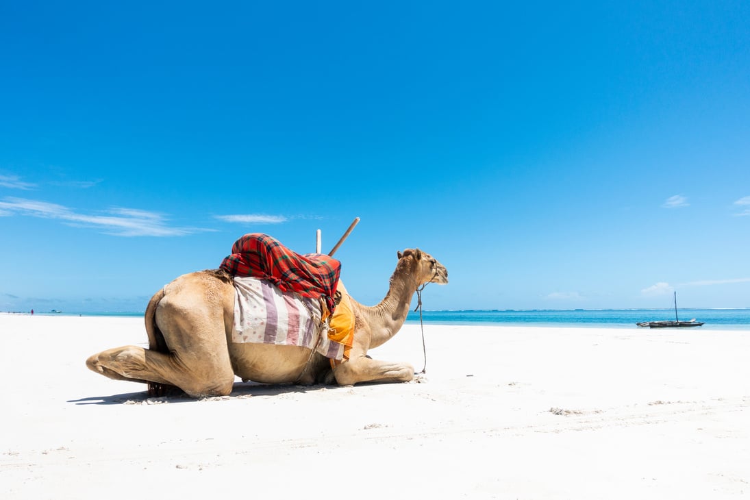 Camel At Diani Beach